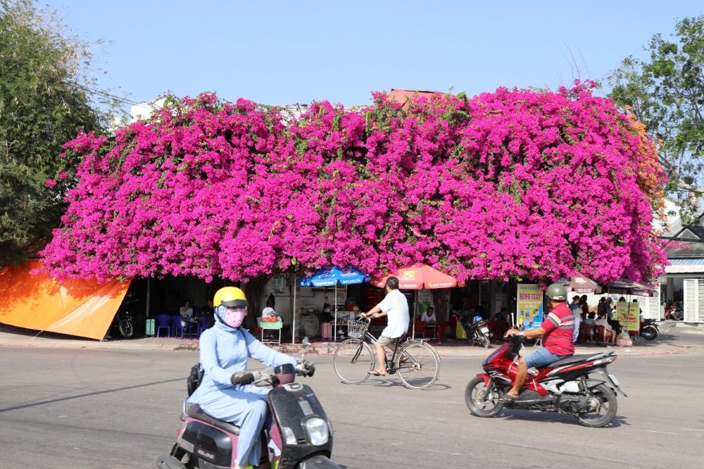 check-in hoa giấy cảng phan thiết