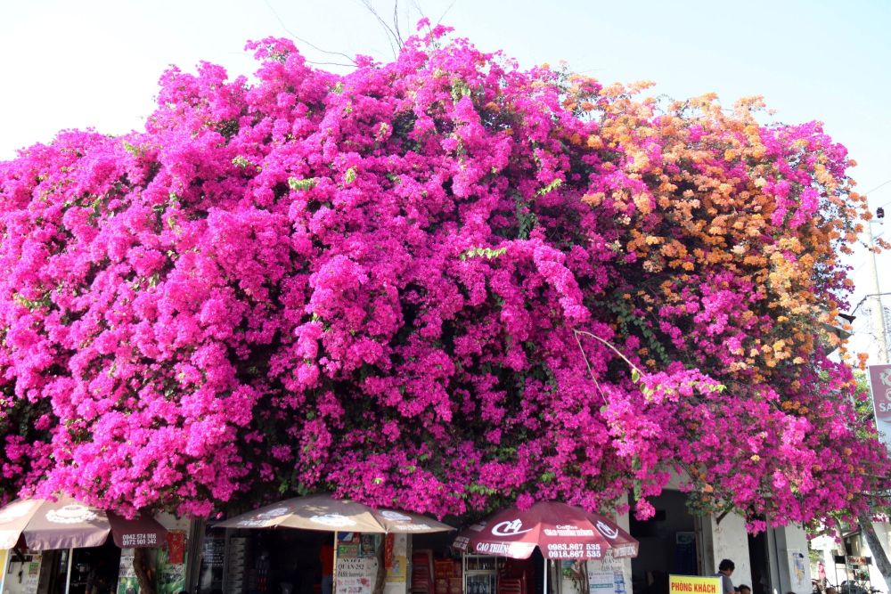 check-in hoa giấy cảng phan thiết